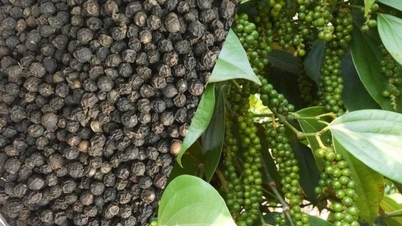 Tiếp nối đà tăng hướng đến kỷ lục mới?