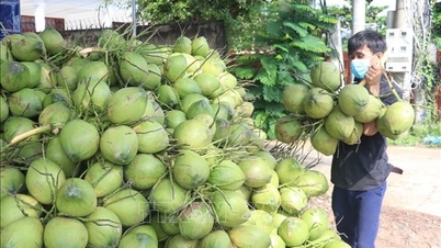 នឹងនាំចេញដូងទៅប្រទេសចិន