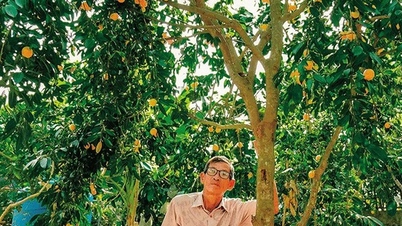 Trồng thanh trà bán trái đặc sản, một nông dân Vĩnh Long giàu lên, cho ra trái nghịch vụ càng giàu