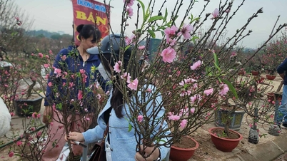 ដើម peach និង kumquat តម្លៃក្រោម 200,000 ដុង មានតម្រូវការខ្ពស់។