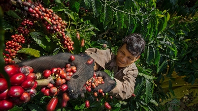 Coffee prices hit record high