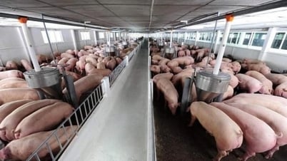 Schweinepreis heute, 24. September 2024: Der Norden steigt weiter an und erreicht 71.000 VND/kg