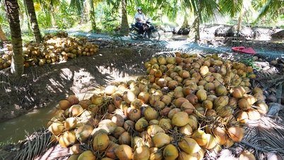 Dừa miền Tây lại rớt giá, nhà vườn thua lỗ