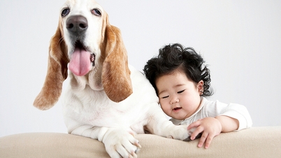 Ba bệnh có thể lây nhiễm từ thú cưng sang người