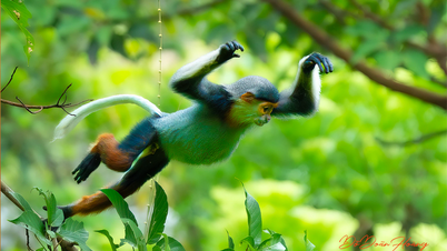 Douc langur កោរសក់ក្រហម - កំណប់ Son Tra