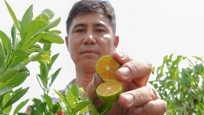 Sở hữu giống quất lạ, anh nông dân miền Tây thu lãi bộn tiền