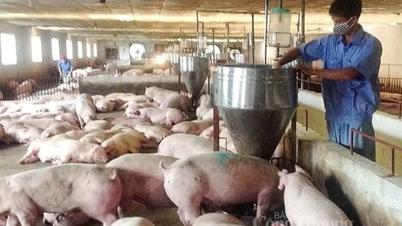 Tiếp tục đi ngang, cao nhất 66.000 đồng/kg