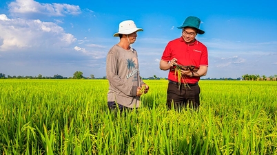Agribank sẽ là ngân hàng chủ lực cung ứng vốn cho Đề án 1 triệu héc-ta lúa chất lượng cao