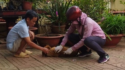 Thêm một người tử vong do chó dại cắn