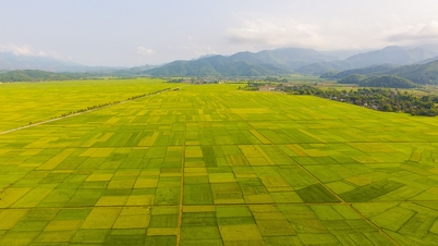 Dien Bien Rice – A precious gift from the Northwest region