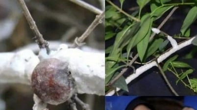 Cho loài côn trùng này bám đầy cây, tưởng hâm hâm dở dở nào ngờ lão nông hút tiền vào như nước