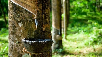 Dư địa lớn cho xuất khẩu nguyên liệu cao su