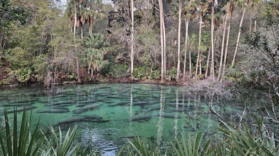 Manatees ជិត 1,000 ប្រមូលផ្តុំគ្នាដើម្បីរក្សាភាពកក់ក្តៅ