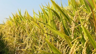 Giá lúa tăng nhẹ ; giá gạo giảm 50 đồng/kg
