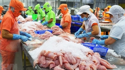 Xuất khẩu cá tra sang Đức giảm hơn một nửa