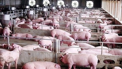 Flat in many places, highest at 66,000 VND/kg