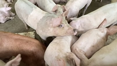 Nhiều tỉnh thiết lập bảng giá mới, đạt 68.000 đồng/kg
