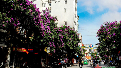 ផ្លូវ Lagerstroemia ពណ៌ស្វាយ