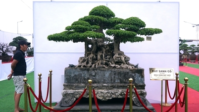 Bought a banyan tree for 10 million, after 20 years the owner said 'I wouldn't sell it even for tens of billions'