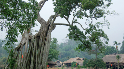 រង្វង់ជីវិតគ្មានទីបញ្ចប់ក្បែរដើមឈើចាស់