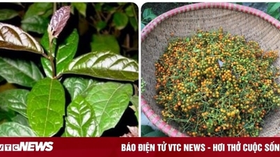 តើផ្លែឈើខ្មៅអាចស្រវឹងបានទេ?