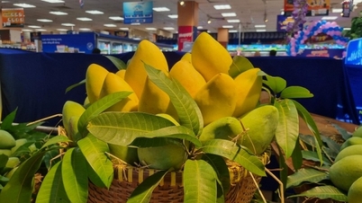 ចំណែកទីផ្សារស្វាយរបស់វៀតណាមក្នុងការនាំចូលសរុបរបស់កូរ៉េកើនឡើង