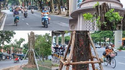 Hanoi rebuilds green space, tries to "revive" nearly 4,000 trees that fell after the storm