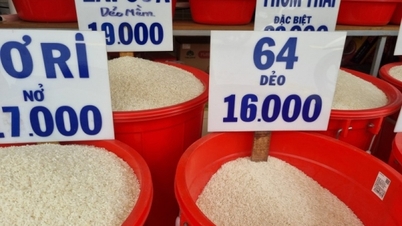 Giá gạo xuất khẩu Việt Nam tiếp tục tăng trở lại mốc lịch sử 643 USD/tấn