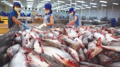 Nhu cầu tăng, xuất khẩu cá tra vào EU quay trở lại đường đua