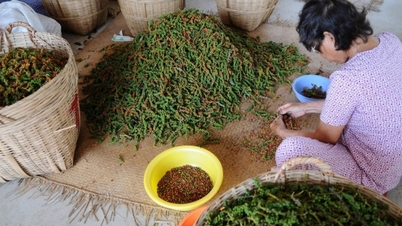 កើនឡើង 1,000 ដុង/គីឡូក្រាម, ដាកឡាក់ និង ដាកណុង ខ្ពស់បំផុតគឺ 160,000 ដុង/គីឡូក្រាម