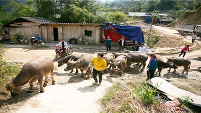 Efficacité de la mise en œuvre des politiques ethniques dans le district de Hoang Su Phi (Ha Giang)