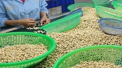 Giá xuất khẩu hạt điều giảm hơn 300 USD/tấn