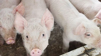 Pig price on December 12, 2024: North and Central regions continue to increase sharply