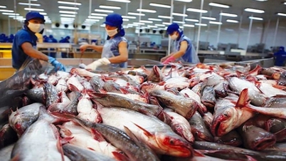 Tháng 11/2023, xuất khẩu cá tra Việt Nam sang Brazil tăng đột biến