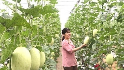 Developing high-tech melons in Dak Nong