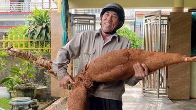 កសិករម្នាក់នៅខេត្ត Ha Tinh ដោយចៃដន្យជីកដំឡូងមី "យក្ស" ដែលមិនធ្លាប់មានពីមុនមក ប្រវែងជាង ១ ម៉ែត្រ ទម្ងន់ ២៥ គីឡូក្រាម។