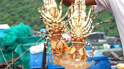ប្រទេសចិនមានចំណែក 99% នៃទីផ្សារនាំចេញបង្កងរបស់វៀតណាម។