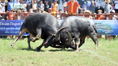 Discover the secret of raising Do Son fighting buffaloes