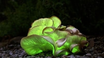 7 người tại Sa Pa bị ngộ độc do ăn nấm hái trên rừng