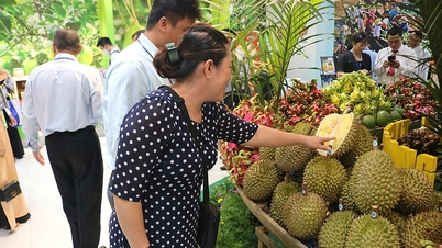 'Thủ phủ trái cây' miền Tây muốn bán thêm đặc sản vào TP HCM