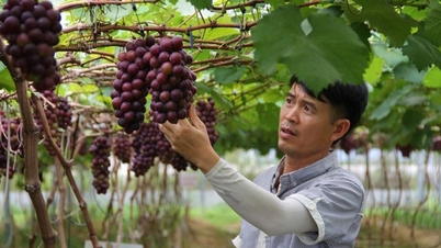 Dốc hết vốn liếng trồng nho hạ đen, dân tình đến chụp ảnh, quay phim, trai Nghệ An đếm tiền đều tay