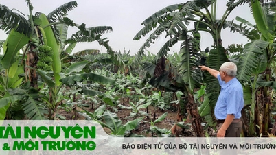 Thanh tra tỉnh đã vào cuộc