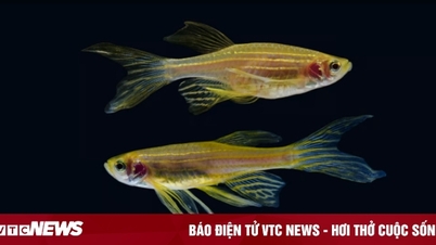 Chinese fish set record for time spent in space