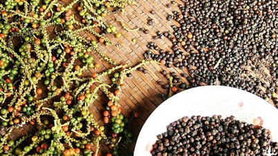 Thị trường phản ứng trái chiều, vụ thu hoạch 2025 sẽ đến muộn hơn thường lệ