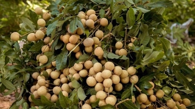 តម្លៃ​ធូរេន​ឡើង​ថ្លៃ​បន្តិច; តម្លៃ​ខ្នុរ​ថៃ​ធ្លាក់​ចុះ​ទាប​បំផុត​