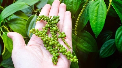 Nguồn cung trong nước và toàn cầu hạn chế, giá tiêu liên tục tăng cao
