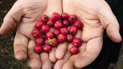 4 loại thực vật cực tốt cho người bị nhiễm trùng đường tiết niệu