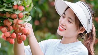 About Luc Ngan to pick lychee