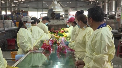 Las exportaciones de frutas y verduras de Vietnam se acercan a los 8.000 millones de dólares