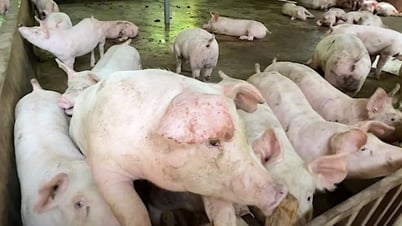 Đồng loạt đà tăng giá trên cả nước